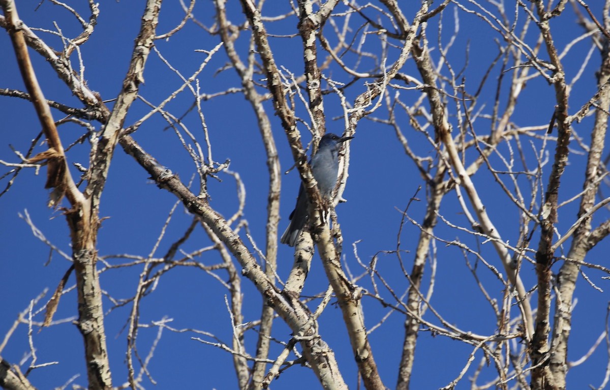 Pinyon Jay - ML621517868