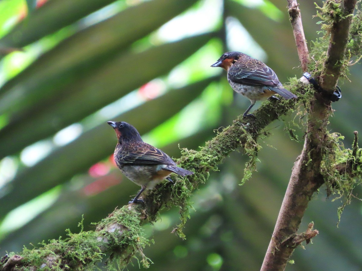 Rufous-throated Tanager - ML621517873