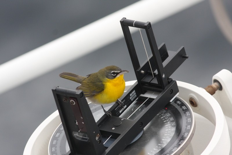 Yellow-breasted Chat - ML621517876