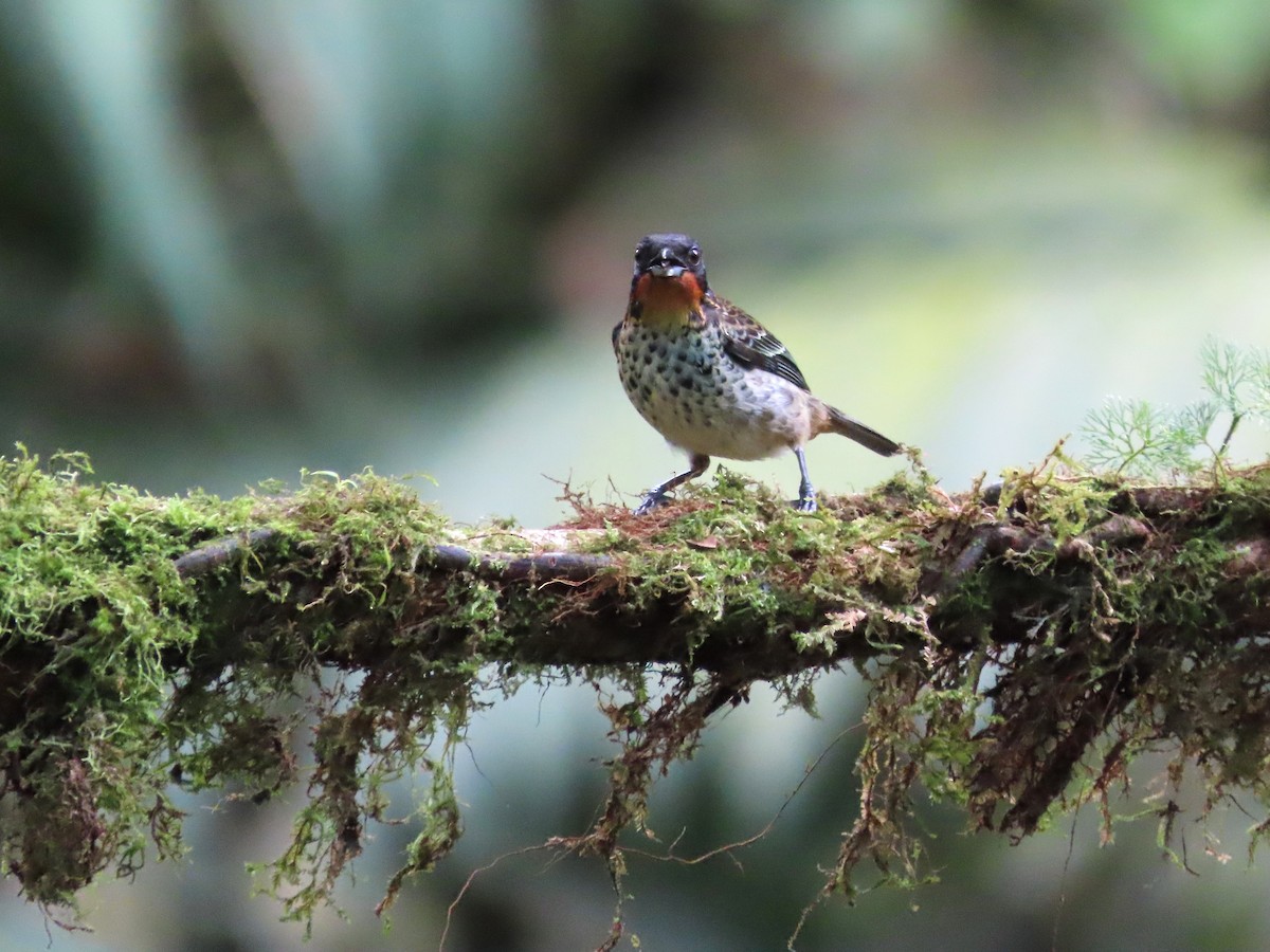 Rufous-throated Tanager - ML621517879