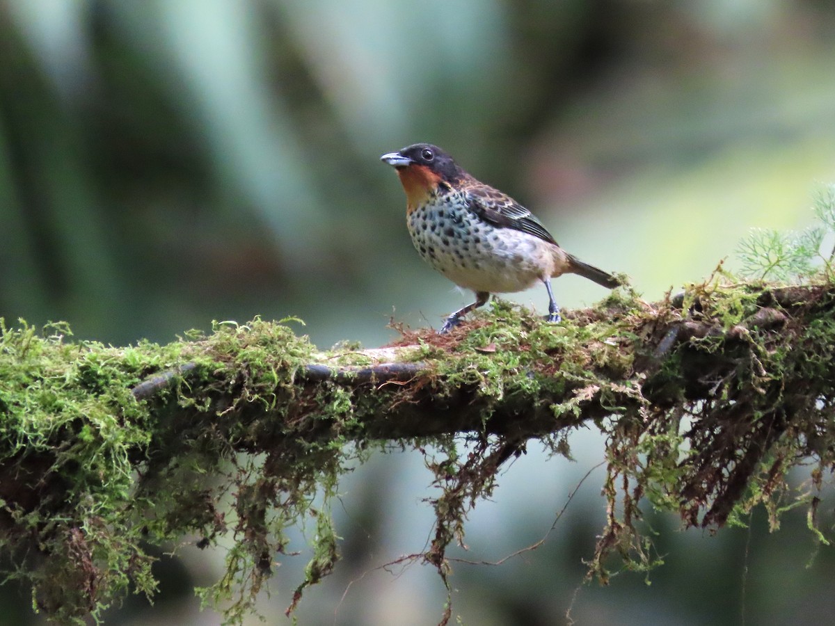 Rufous-throated Tanager - ML621517880