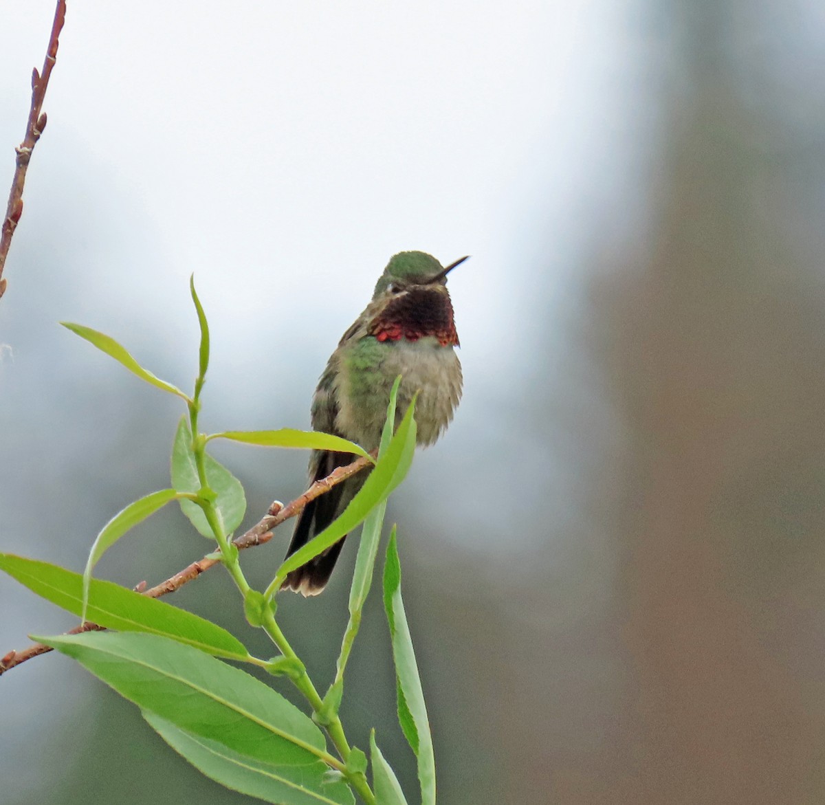 Broad-tailed Hummingbird - ML621517881