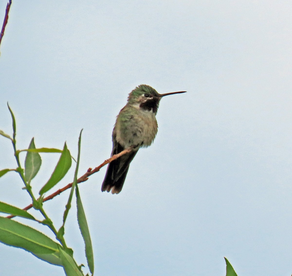 Broad-tailed Hummingbird - ML621517882