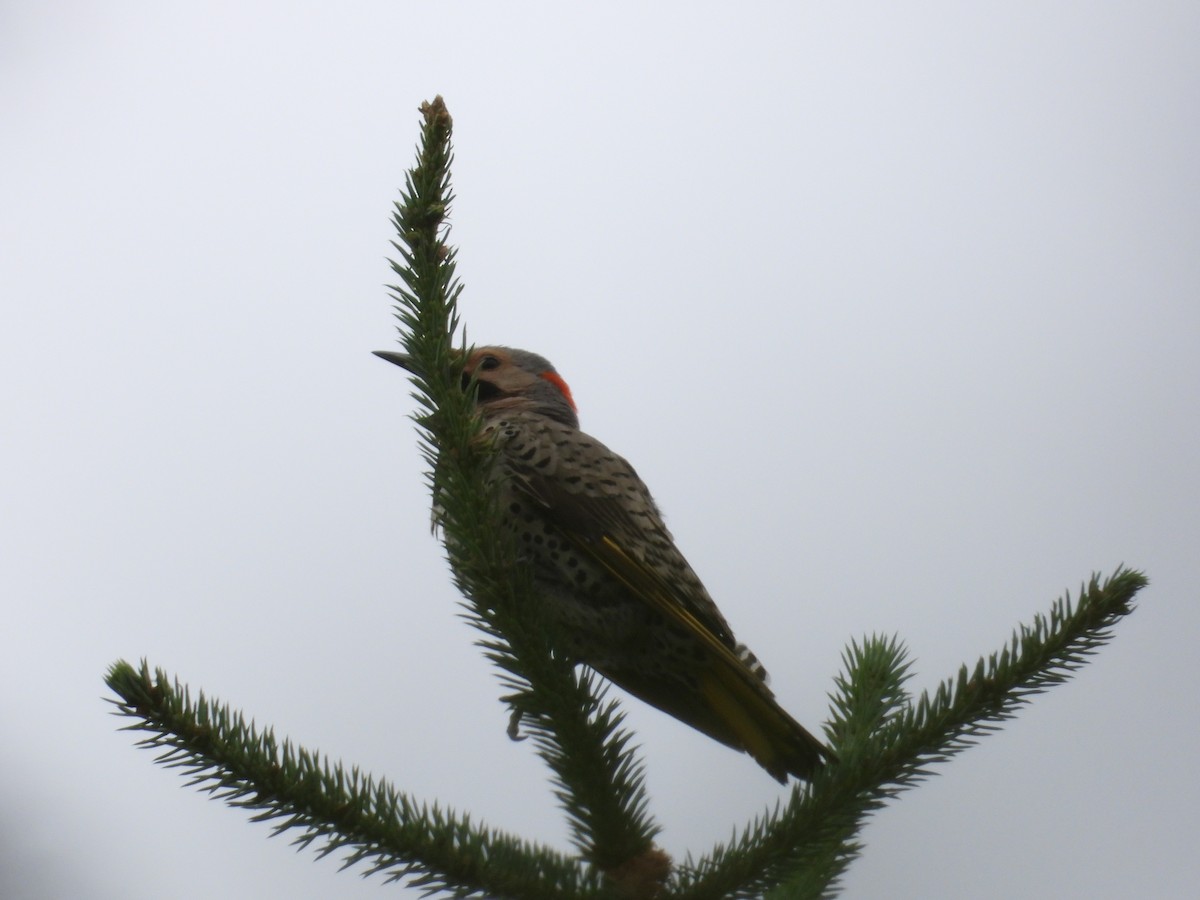 Northern Flicker - ML621517891