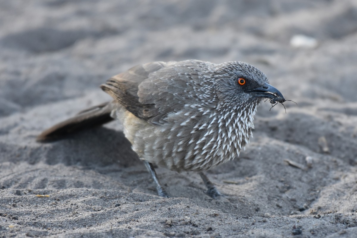 Arrow-marked Babbler - ML621517931