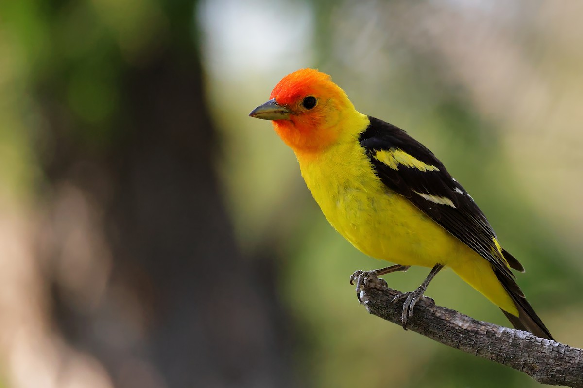 Western Tanager - ML621517932