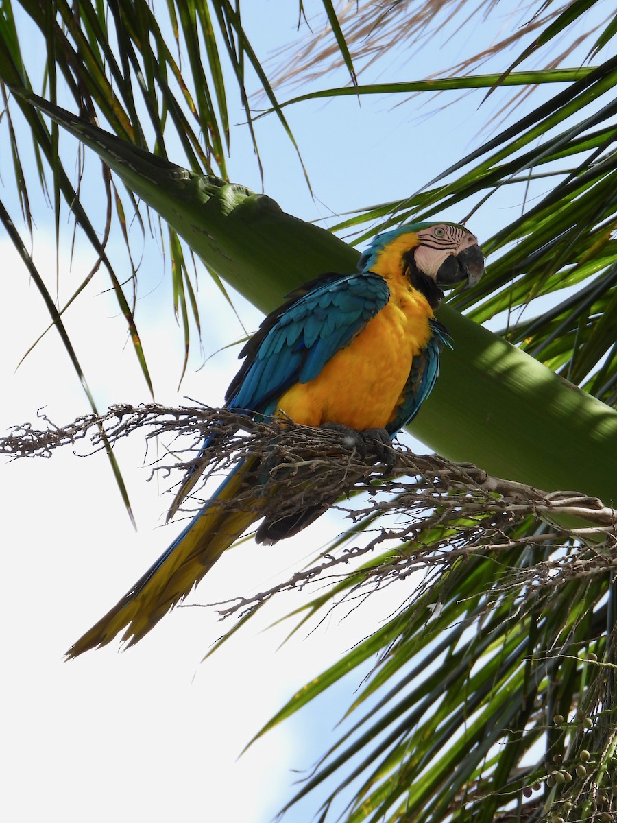 Blue-and-yellow Macaw - ML621517937