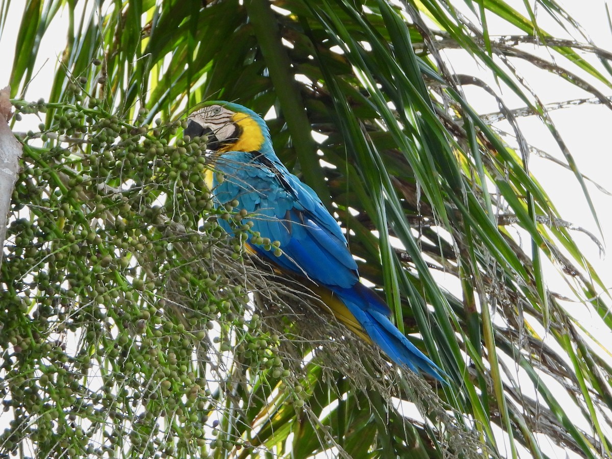 Blue-and-yellow Macaw - ML621517939