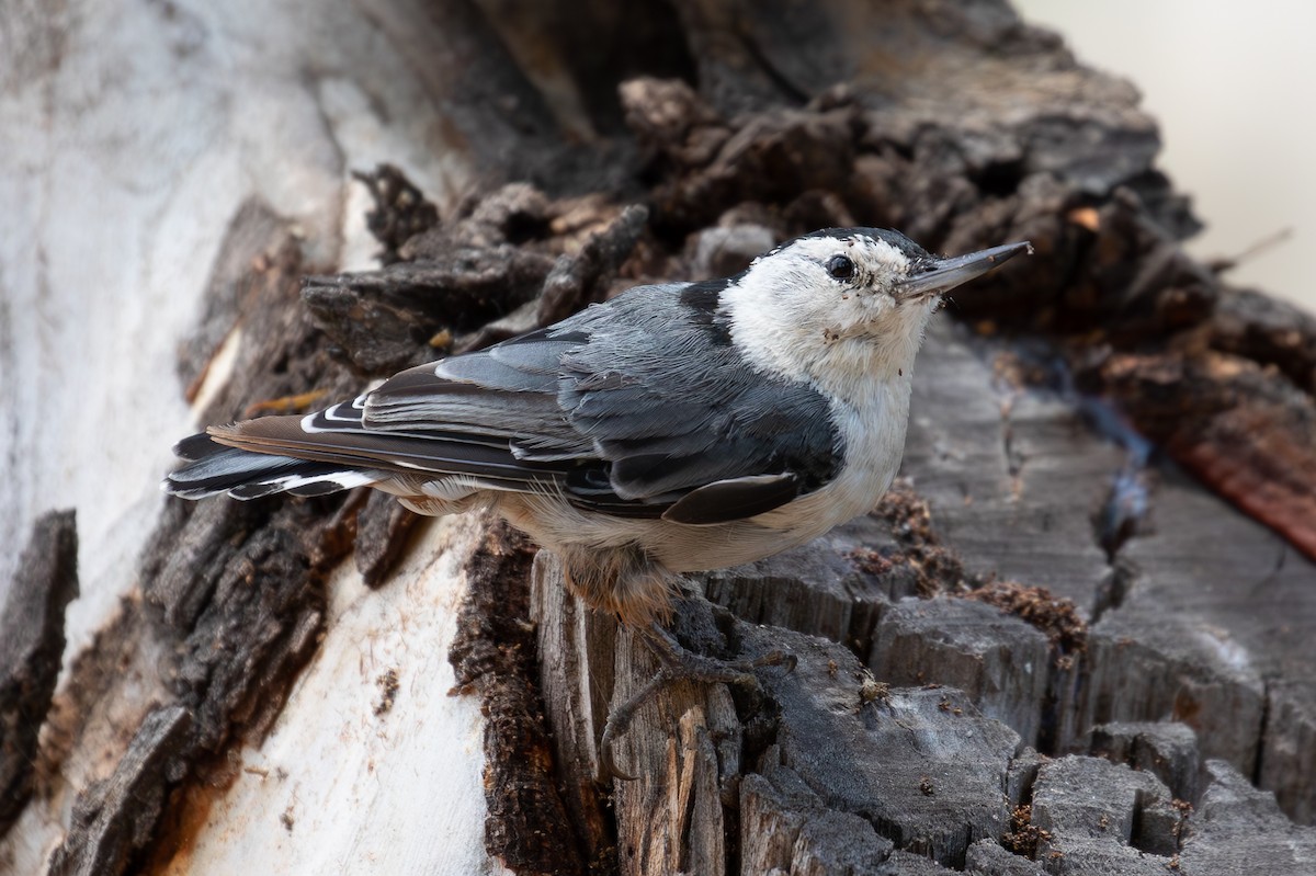 White-breasted Nuthatch (Pacific) - ML621517942