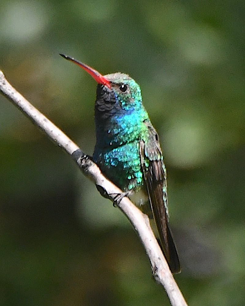 Broad-billed Hummingbird - ML621517944