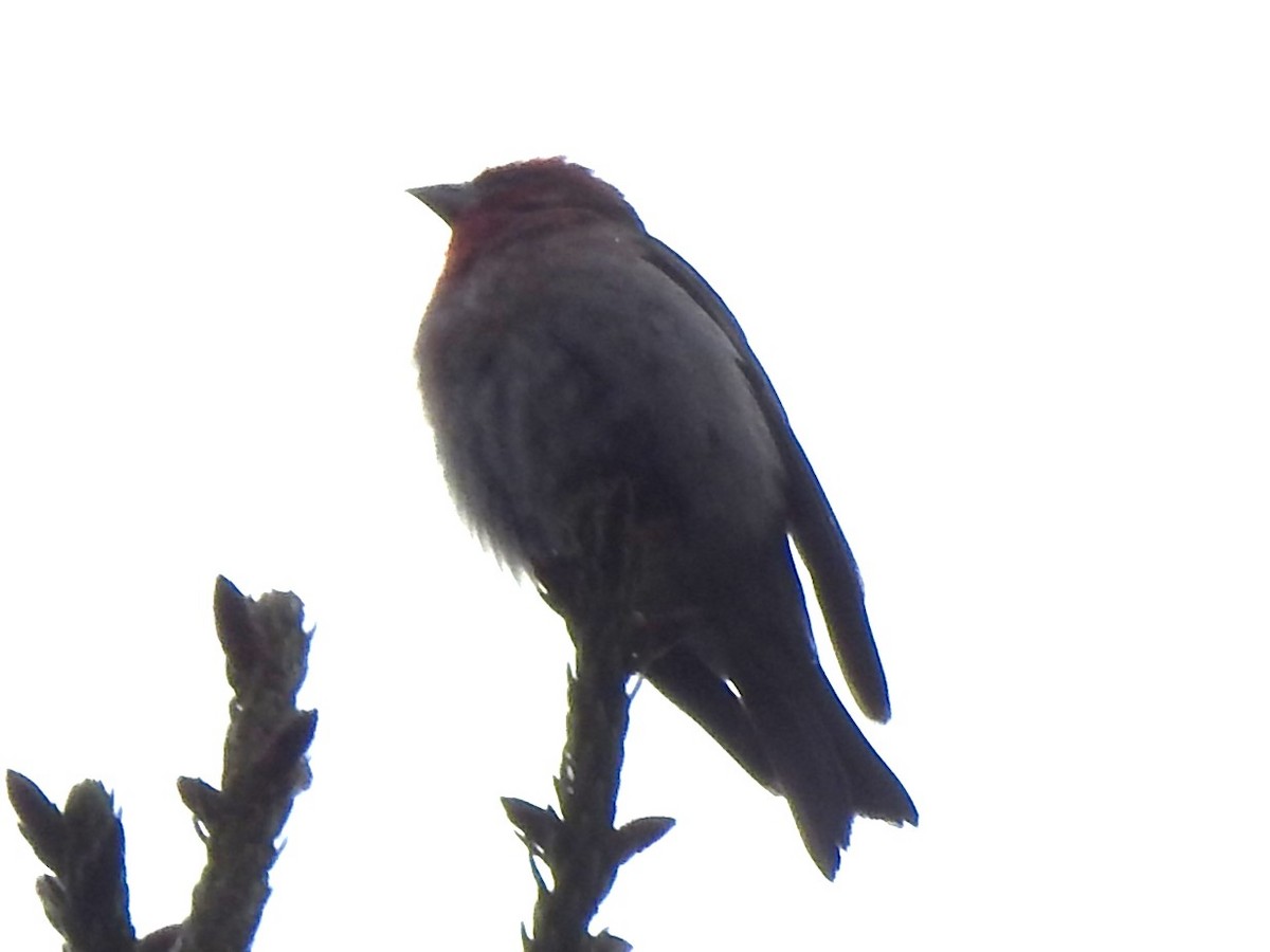 Cassin's Finch - ML621517962