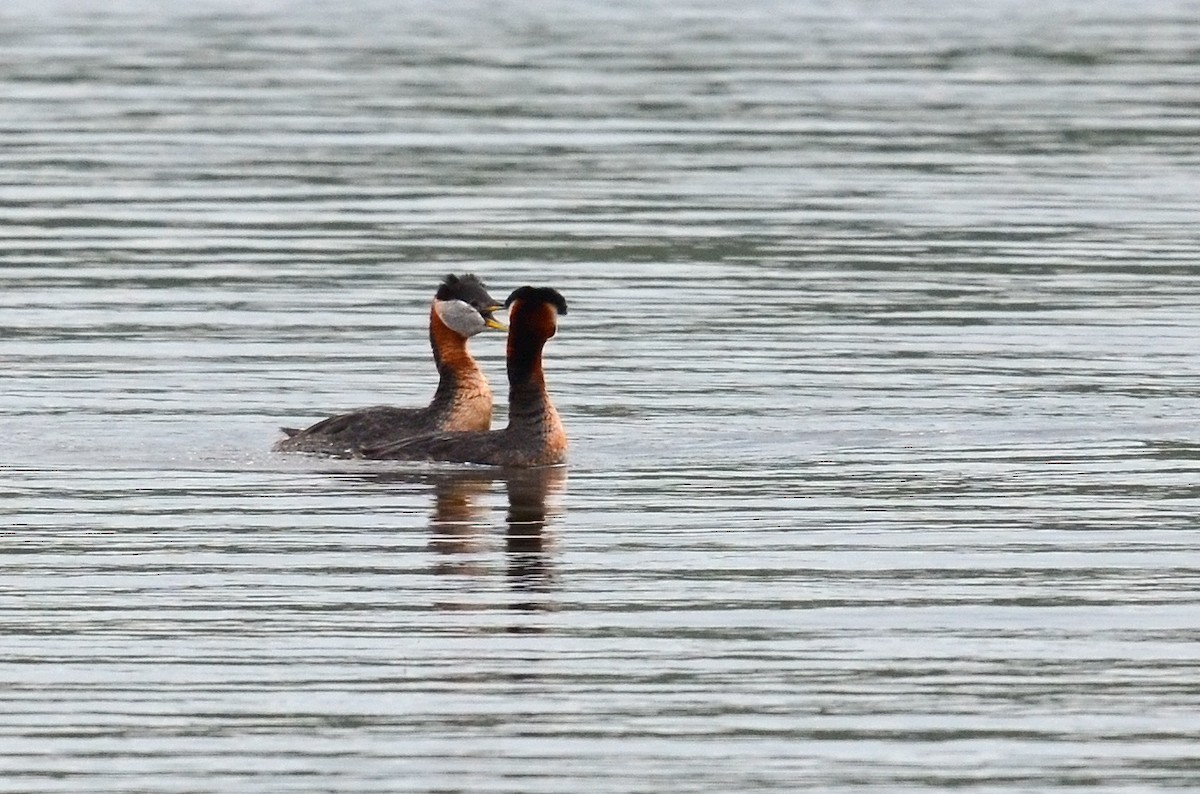 Red-necked Grebe - ML621517994