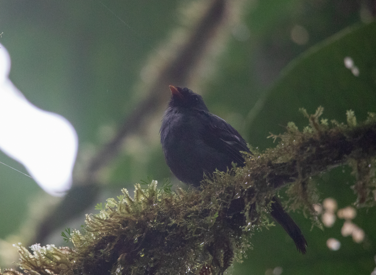 Black-faced Solitaire - ML621518002
