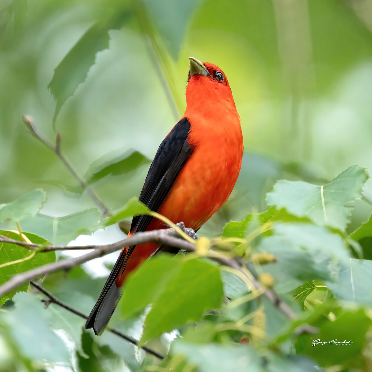Scarlet Tanager - ML621518007