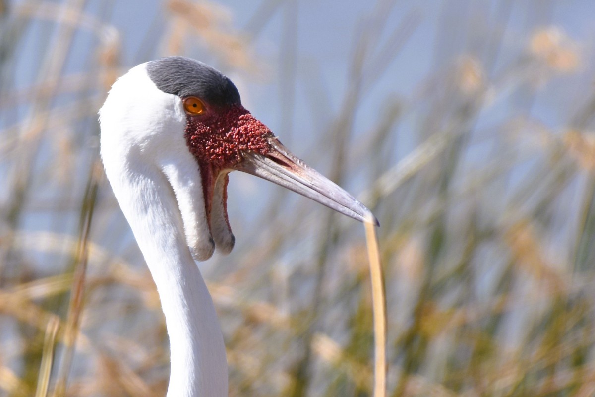 Kurrilo biboteduna - ML621518111