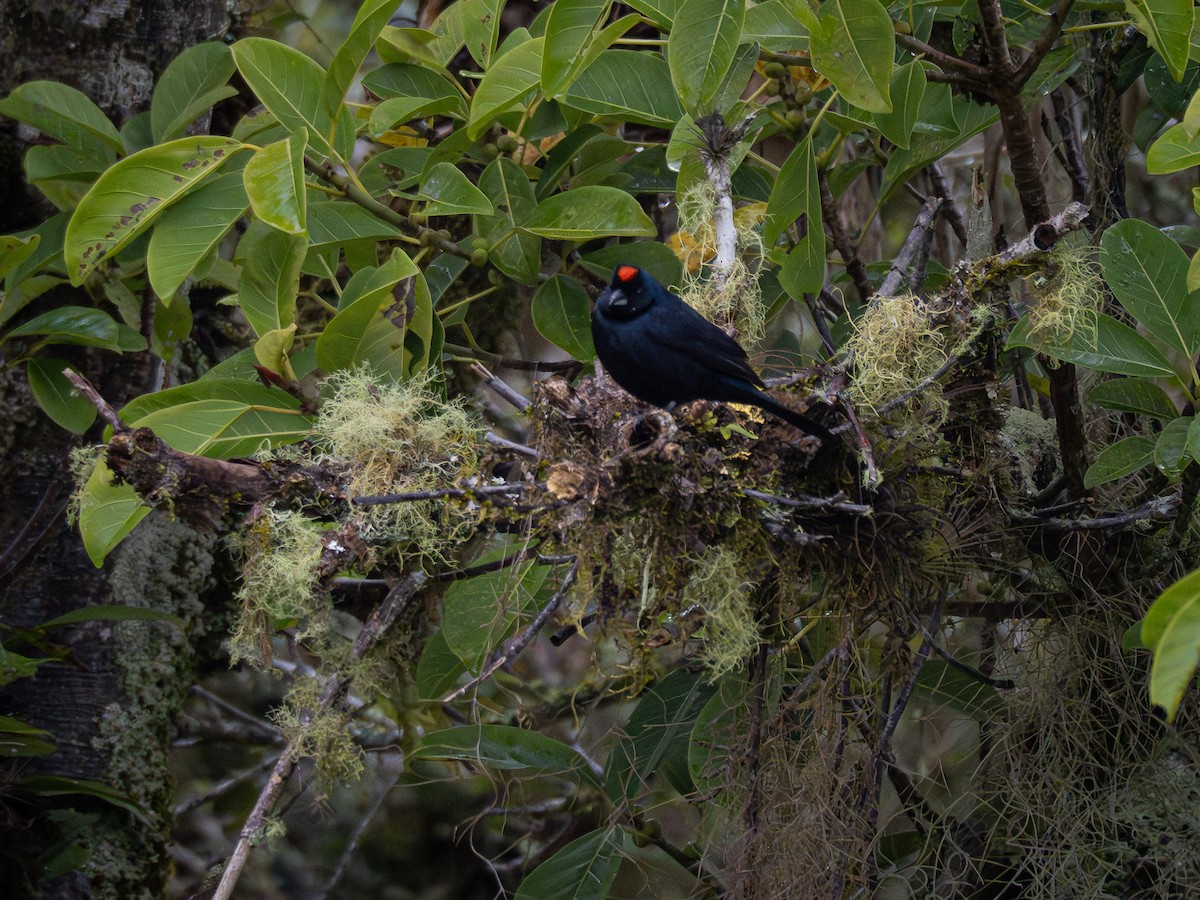 Ruby-crowned Tanager - ML621518126