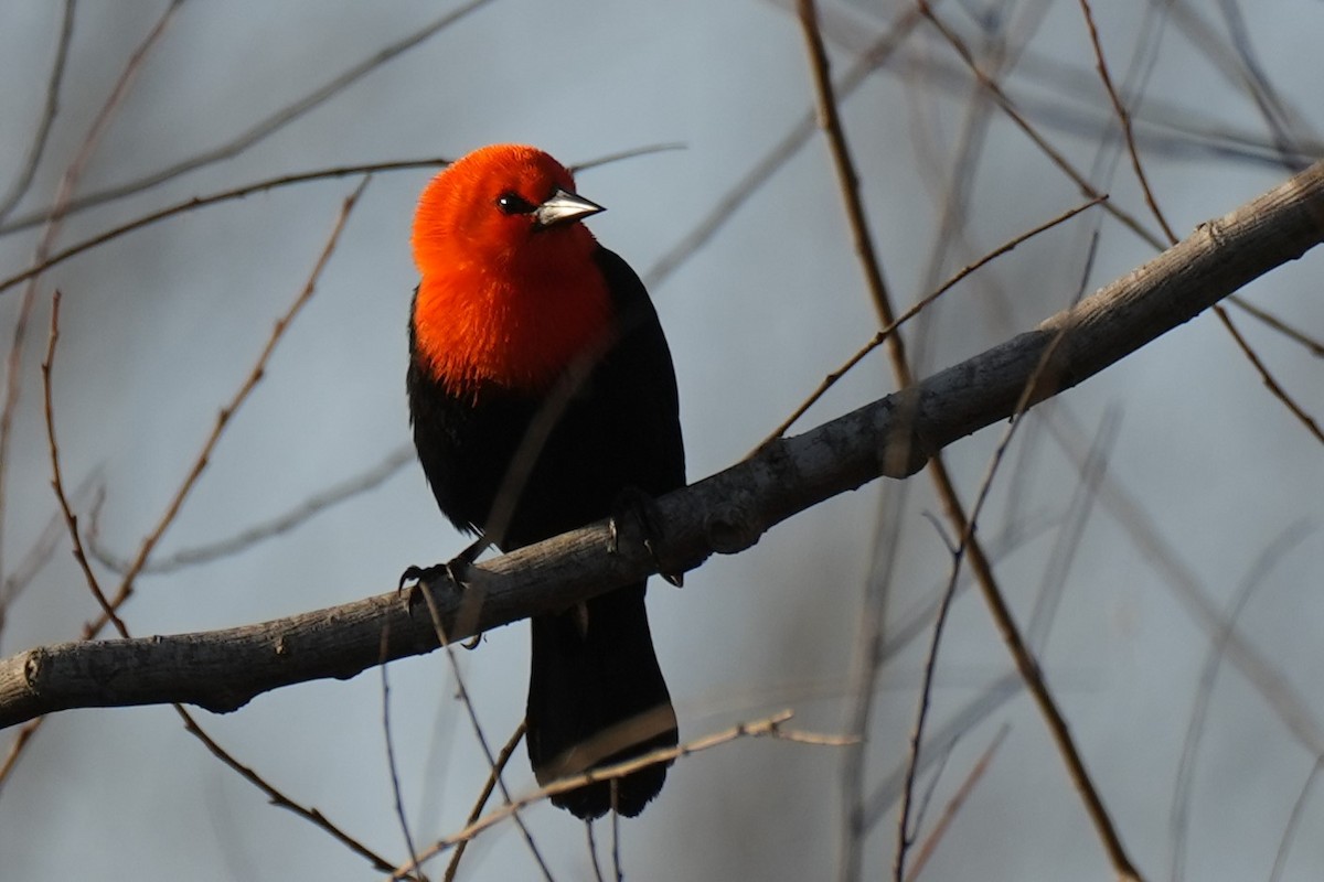 Scarlet-headed Blackbird - ML621518133