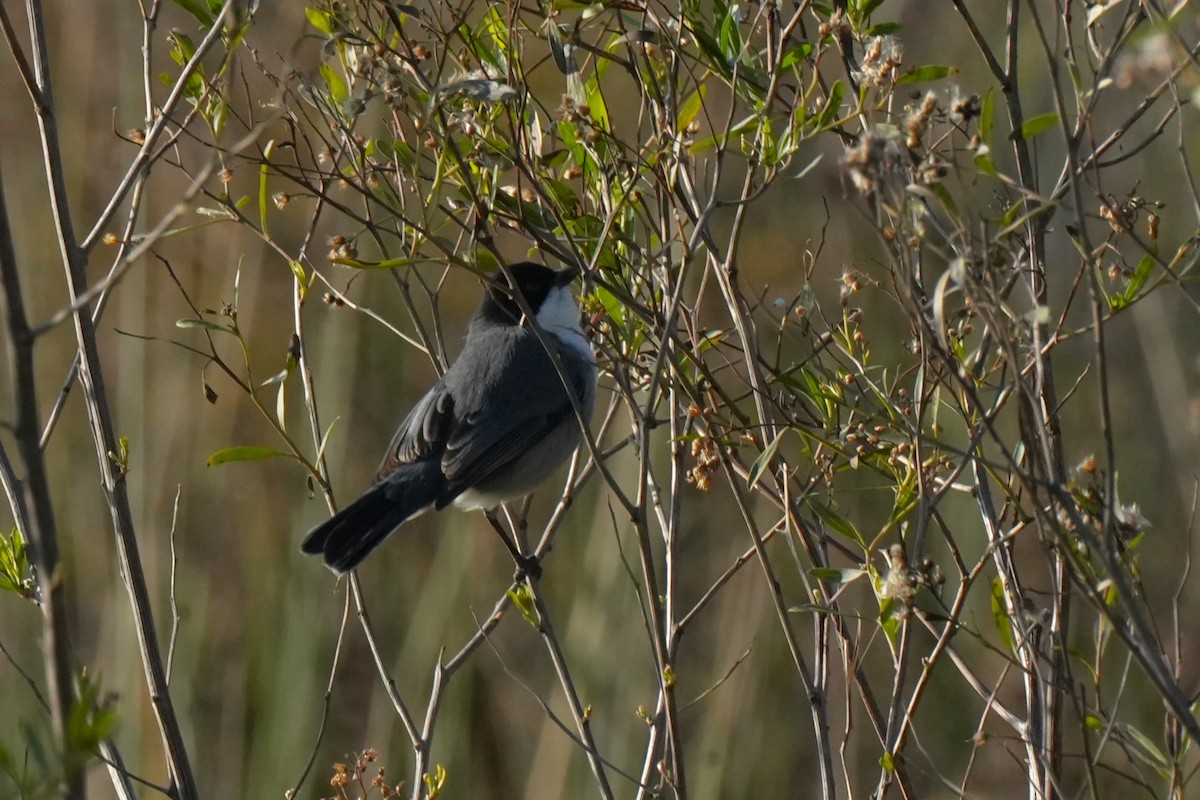 Black-capped Warbling Finch - ML621518140