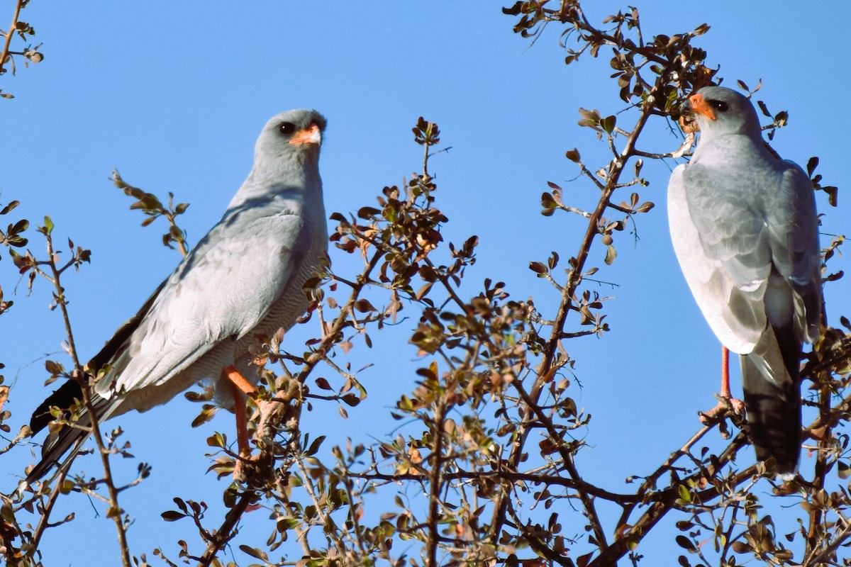 Pale Chanting-Goshawk - ML621518148