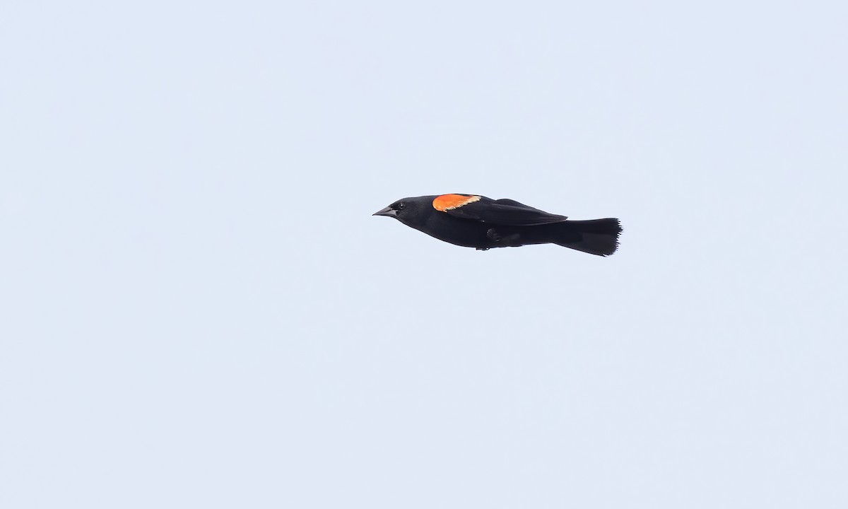 Red-winged Blackbird (Red-winged) - ML621518156