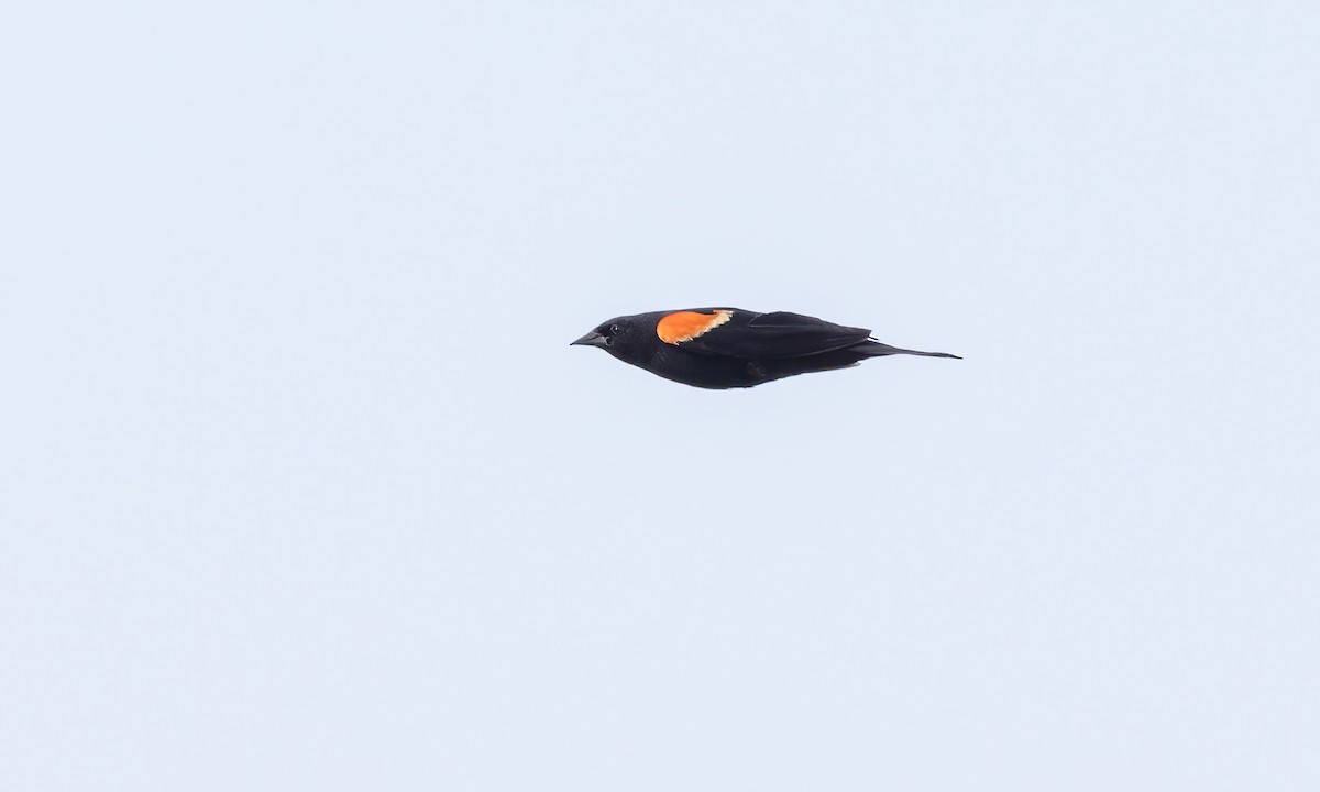 Red-winged Blackbird (Red-winged) - ML621518157