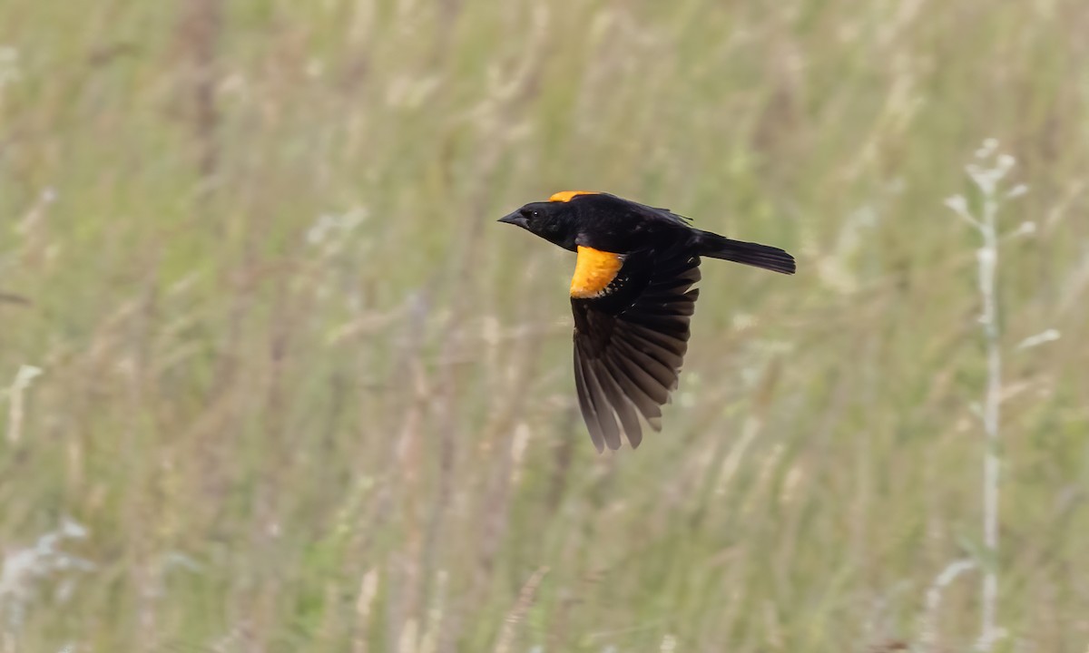 Red-winged Blackbird (Red-winged) - ML621518158