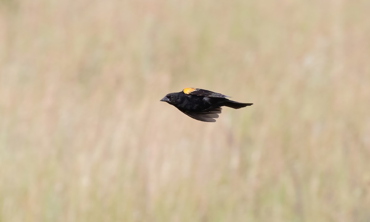 Red-winged Blackbird (Red-winged) - ML621518159