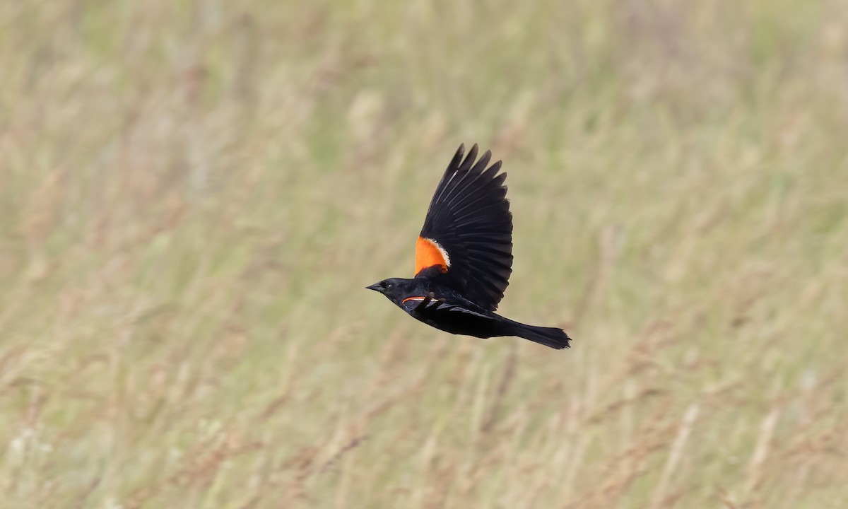 Red-winged Blackbird (Red-winged) - ML621518160