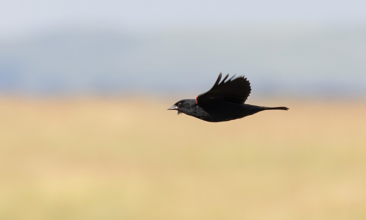 Red-winged Blackbird (Red-winged) - ML621518161