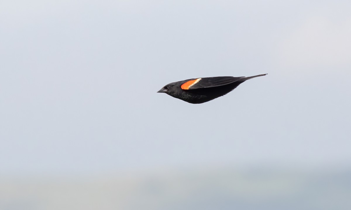 Red-winged Blackbird (Red-winged) - ML621518162