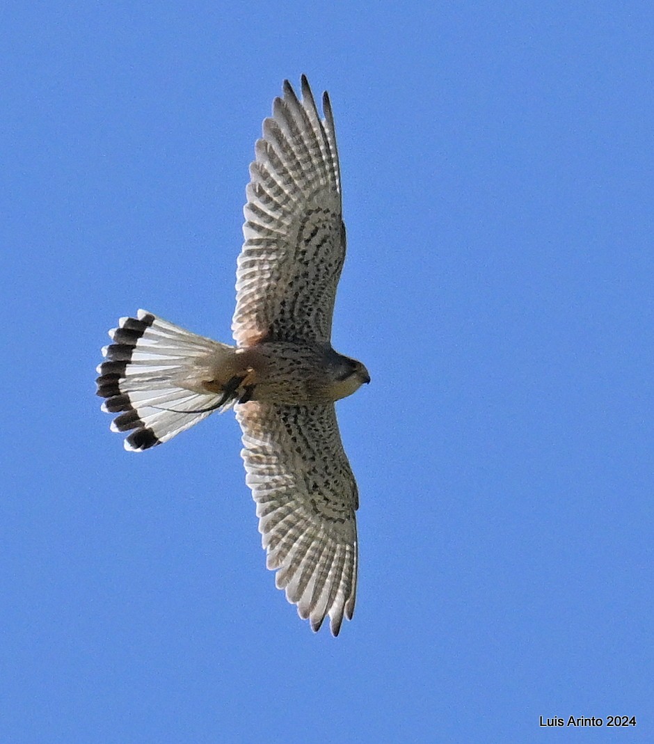 Eurasian Kestrel - ML621518187