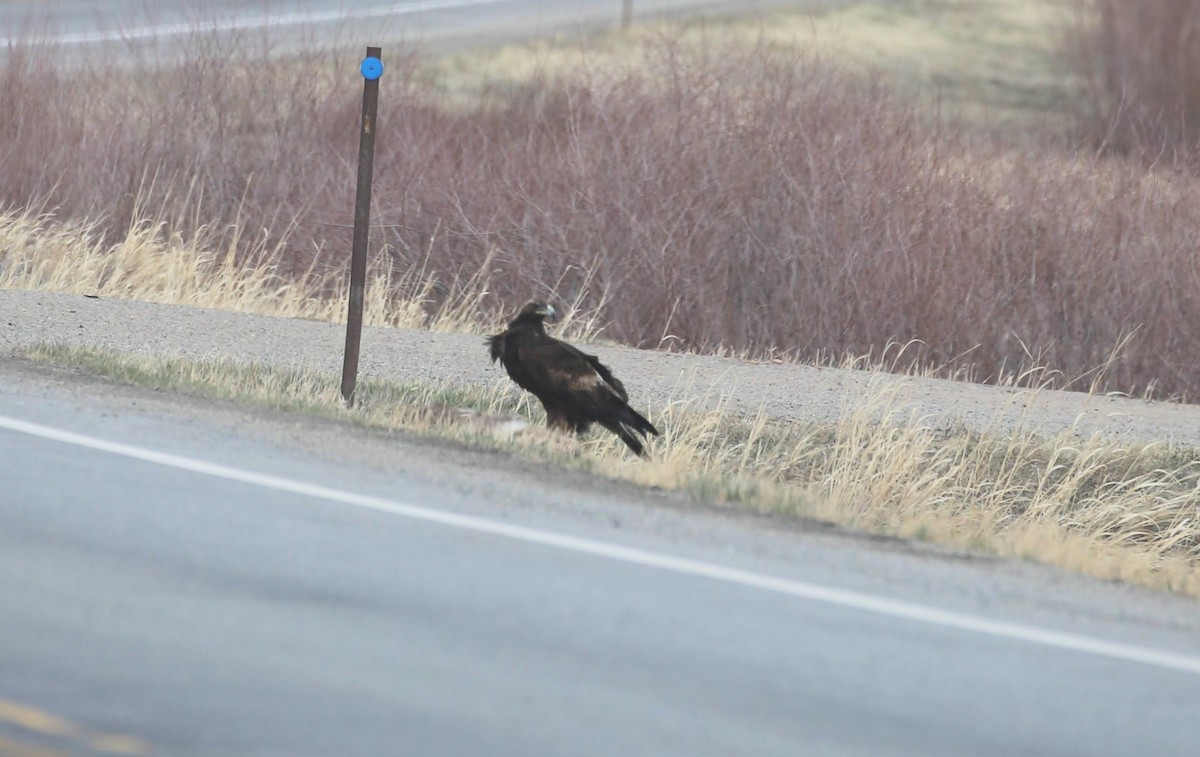 Golden Eagle - Kevin Sarsfield