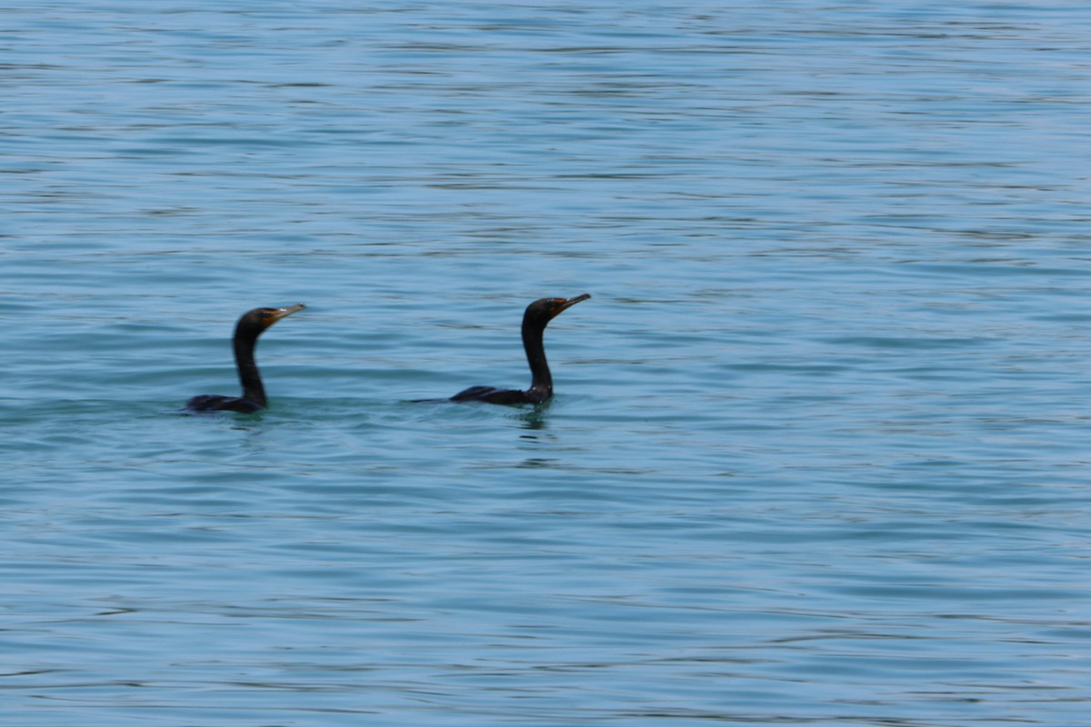 Double-crested Cormorant - ML621518277