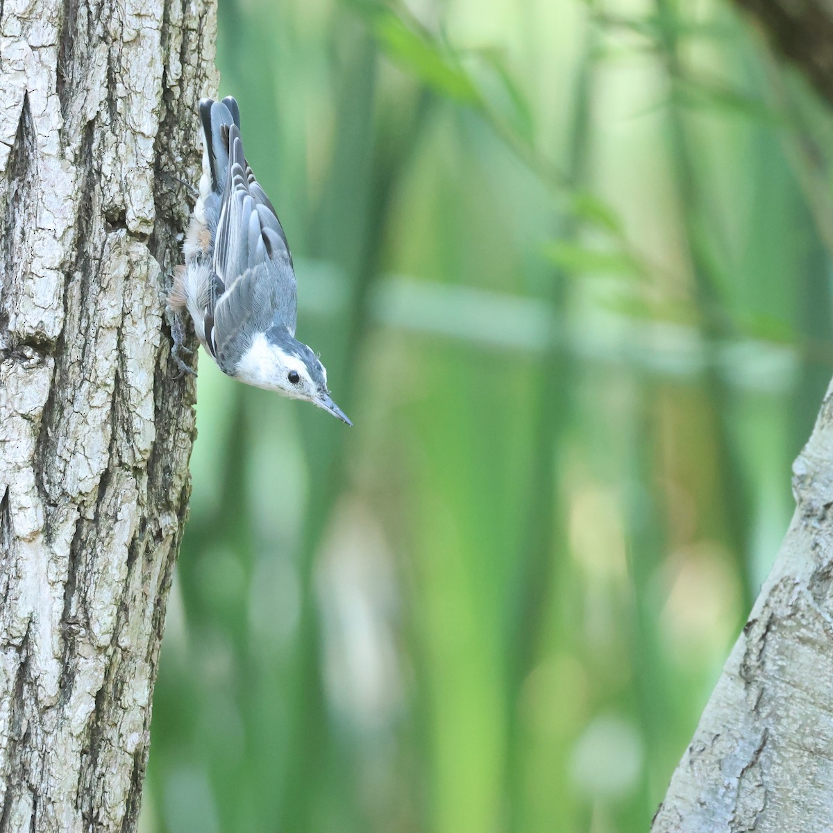White-breasted Nuthatch - ML621518329