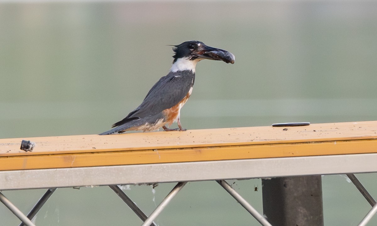 Belted Kingfisher - ML621518330