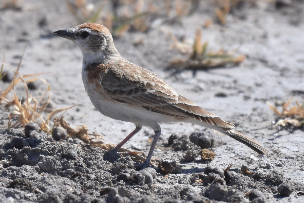 Red-capped Lark - ML621518351