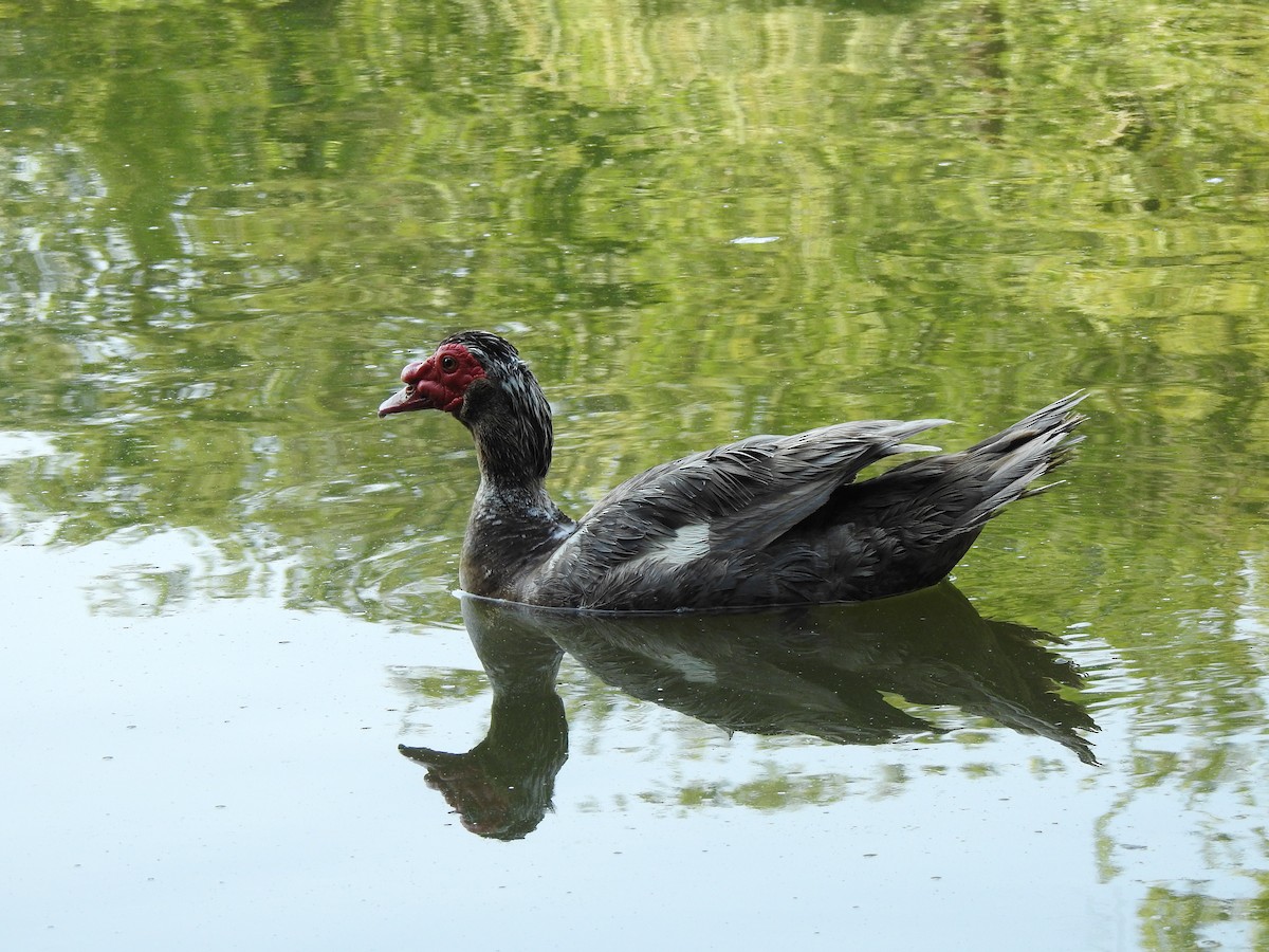 Muscovy Duck (Domestic type) - ML621518378