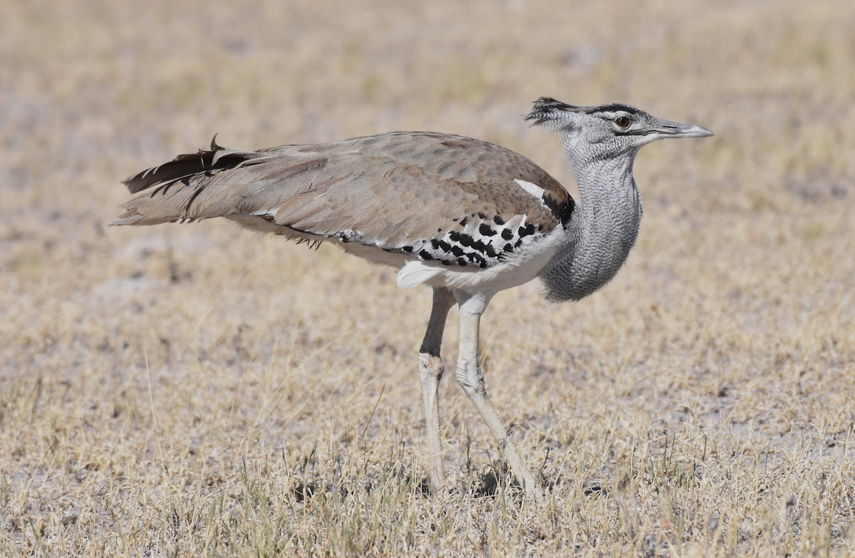Kori Bustard - ML621518410