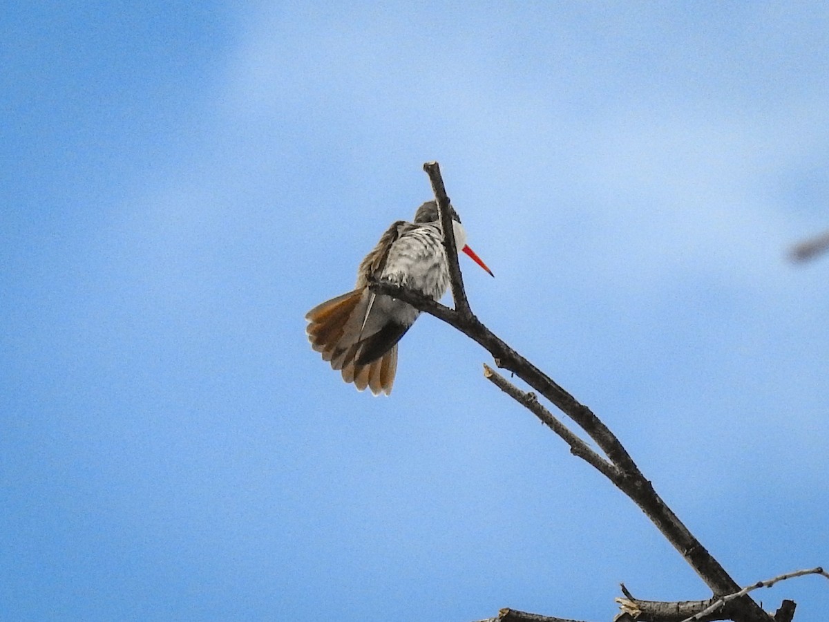 Violet-crowned Hummingbird - ML621518470