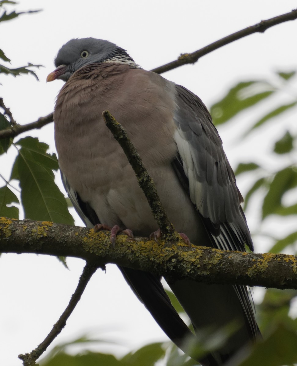 Common Wood-Pigeon - ML621518480