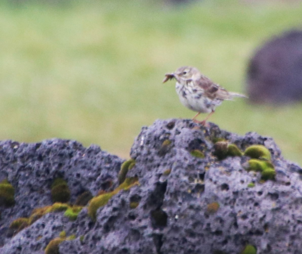 Meadow Pipit - ML621518483