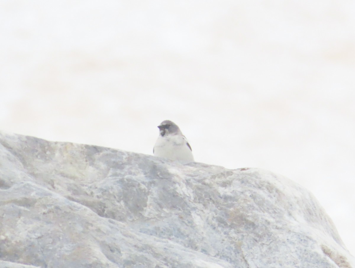 White-winged Snowfinch - ML621518494