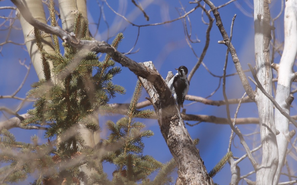 American Three-toed Woodpecker (Rocky Mts.) - ML621518517