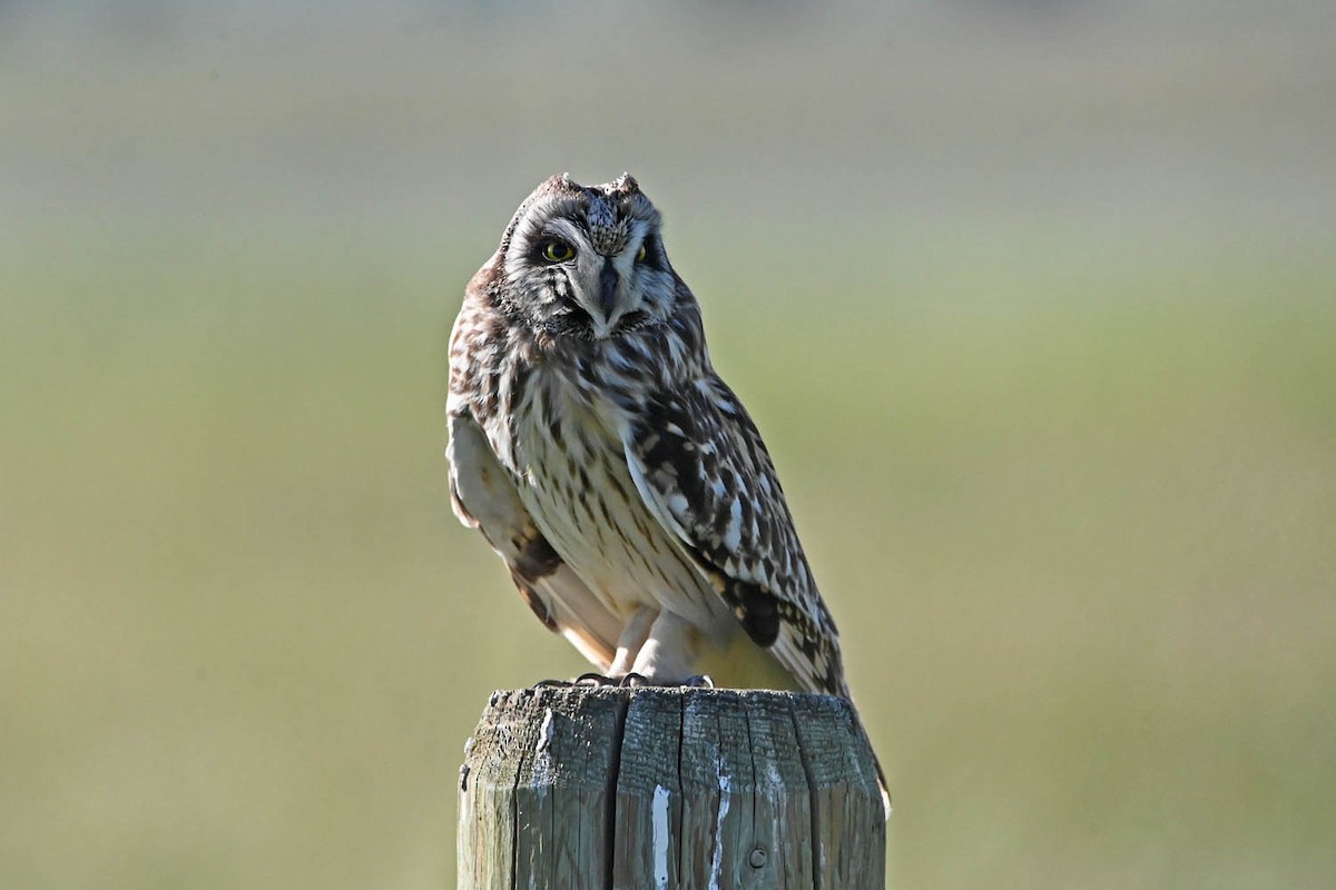 Short-eared Owl - ML621518521