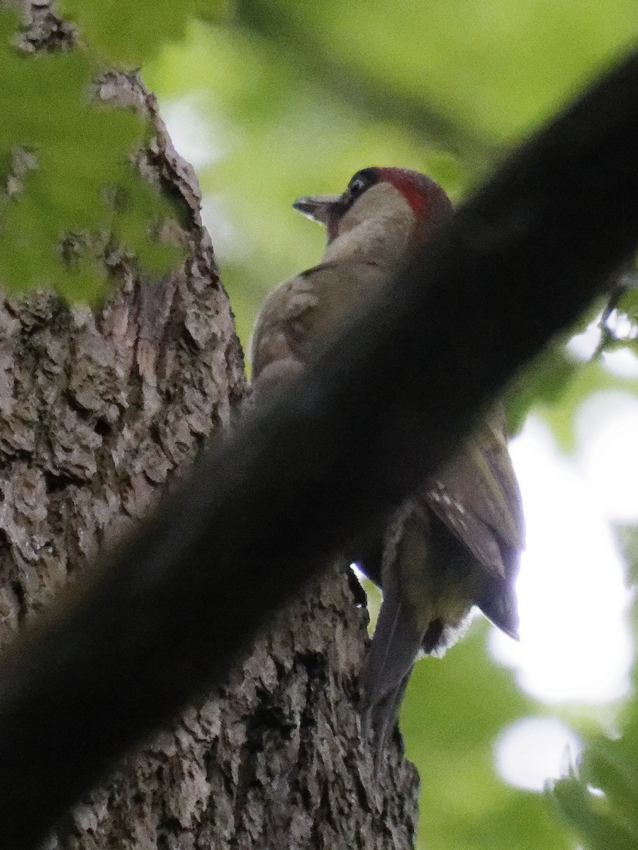 Eurasian Green Woodpecker - ML621518523