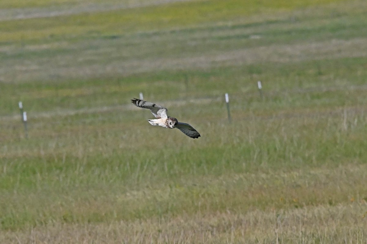 Short-eared Owl - ML621518536