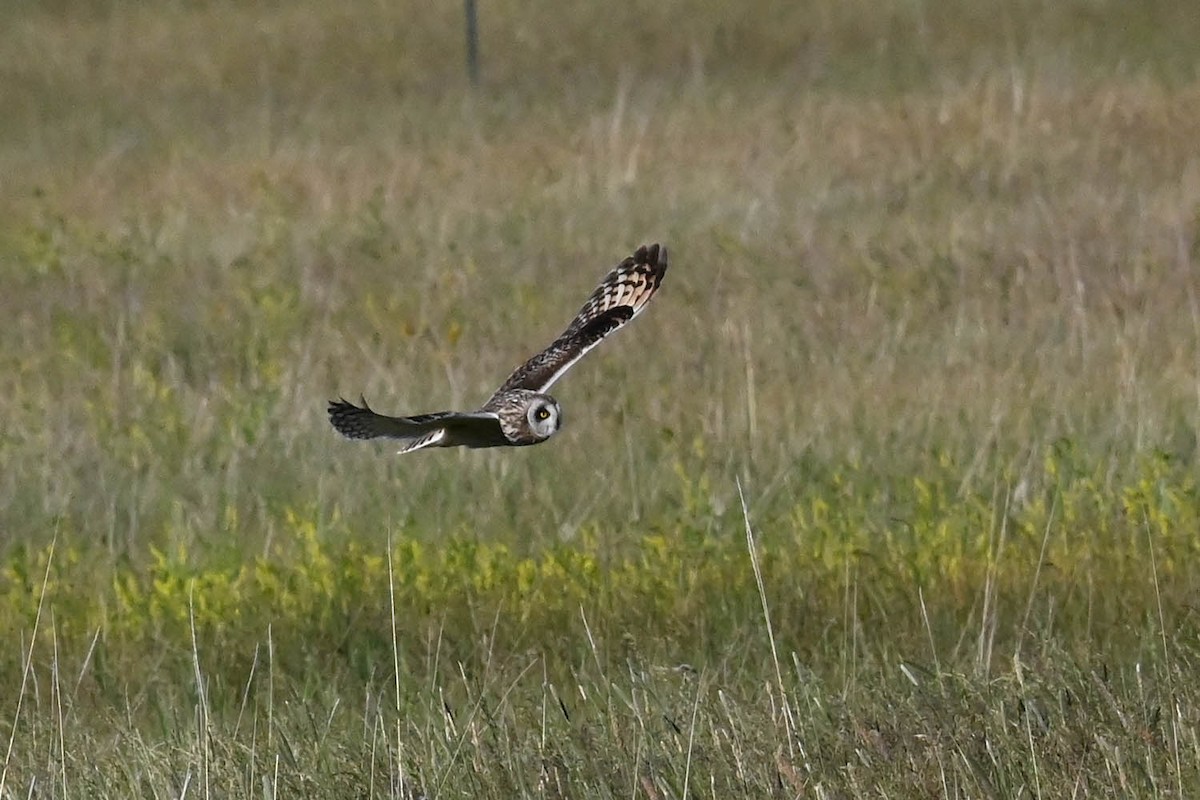 Short-eared Owl - ML621518537