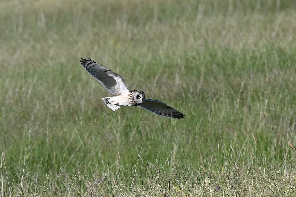 Short-eared Owl - ML621518538