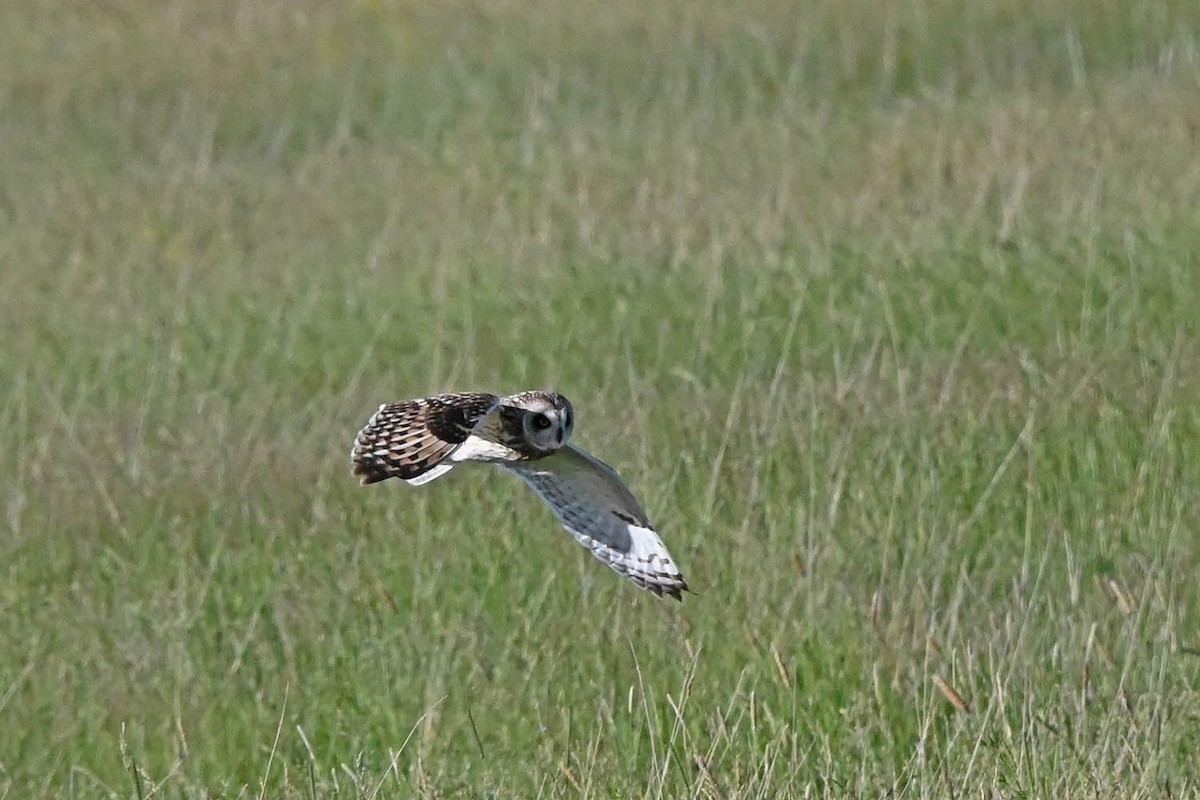 Short-eared Owl - ML621518540