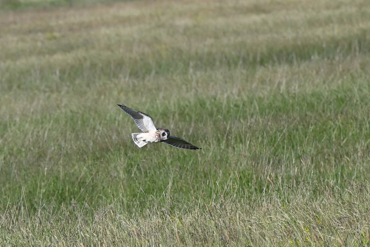 Short-eared Owl - ML621518541